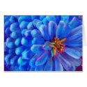 Blue Zinnia, Forever Summer (CARD)
