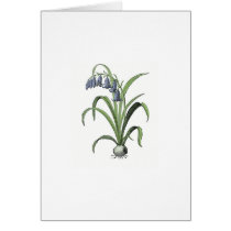 Bluebell