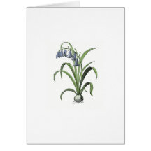 Bluebell Cards