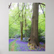 Bluebell wood poster