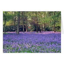 Bluebell Woods, England  flowers Cards