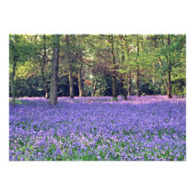 Bluebell Woods, England  flowers Personalized Invites