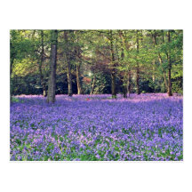 Bluebell Woods, England  flowers Postcards