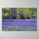 Bluebell Woods, England  flowers Poster