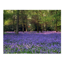 Bluebell Woods, England Postcard