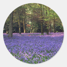 Bluebell Woods, England Sticker