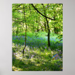 Bluebell Woods Poster posters