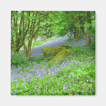 Bluebell Woods Refrigerator Magnets