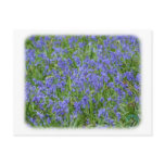 Bluebells 8T34D-15 Post Card