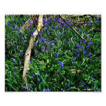 Bluebells Art Photo