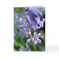 Bluebells