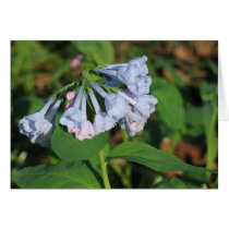 Bluebells Card