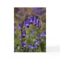 Bluebells card by cARTerART
