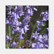 Bluebells Flowers Magnets