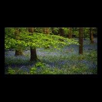 Bluebells in the Forest photo cards