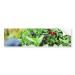 Blueberries And Lingon Berries bumper stickers
