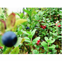 Blueberries And Lingon Berries Cut Out