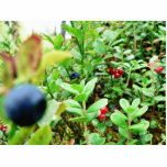 Blueberries And Lingon Berries photo sculptures