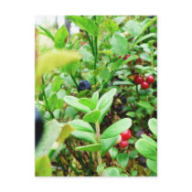 Blueberries And Lingon Berries Post Cards