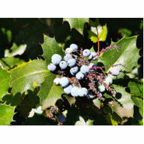 Blueberries Cut Out