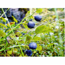 Blueberries With Green Leaves Photo Sculptures