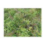Blueberry Bush postcards