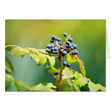 Blueberry II Cards