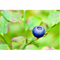 Blueberry In The Forest Photo Cut Out