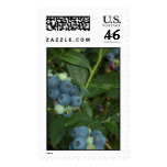 BLUEBERRY POSTAGE STAMPS