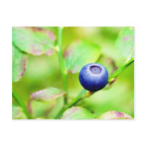 Blueberry Post Card