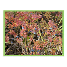 Blueberry shrub postcards