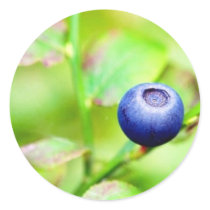 Blueberry Sticker