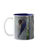 Bluebirds on Box Mug
