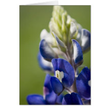 Bluebonnet Card
