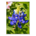 Bluebonnet of Texas w/insert cards