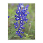 Bluebonnet Postcard