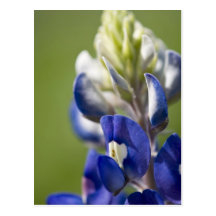Bluebonnet Postcard
