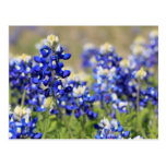 Bluebonnet Postcard