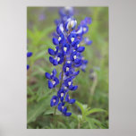Bluebonnet Poster posters
