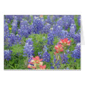Bluebonnets cards