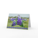 Bluebonnets cards