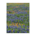 Bluebonnets postcards