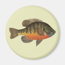 Bluegill Bream Fridge Magnets