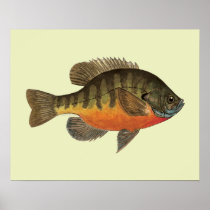 Bluegill Fish Print