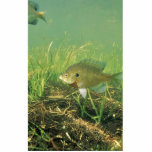 Bluegill Photo Sculptures