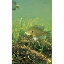 Bluegill Photo Sculptures