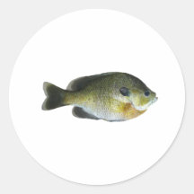 Bluegill Sunfish Photo Round Sticker