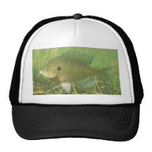 bluegill trucker hats