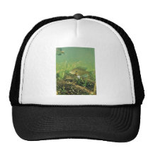 Bluegill Trucker Hats
