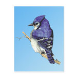 Bluejay 3 Postcard